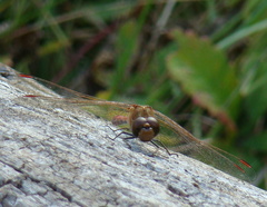 Sympetrum