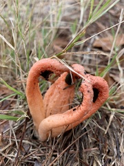 Clathrus columnatus