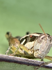 Paraidemona
