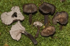Craterellus cinereus