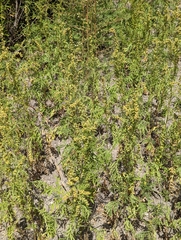 Ambrosia confertiflora