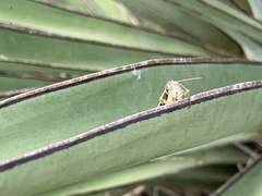 Paraidemona