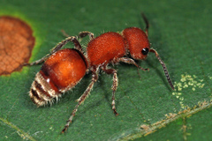 Pseudomethoca simillima