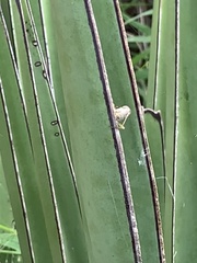 Paraidemona