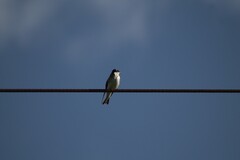 Tachycineta leucopyga