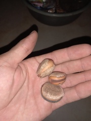 Macropsychanthus grandiflorus