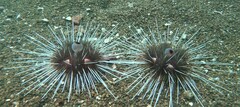 Astropyga pulvinata