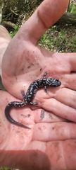 Plethodon albagula