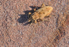 Coniocleonus excoriatus