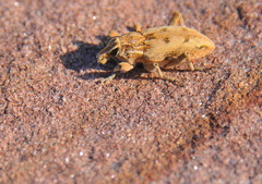 Coniocleonus excoriatus