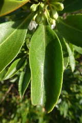 Myoporum
