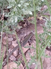 Aspidoscelis uniparens