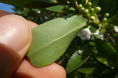 Myoporum