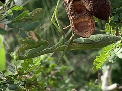 Stagmomantis resacae