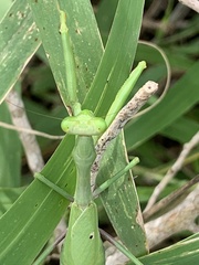 Stagmomantis resacae