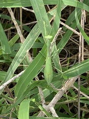 Stagmomantis resacae