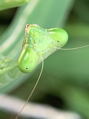 Stagmomantis resacae