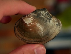 Unionidae