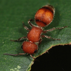 Pseudomethoca simillima