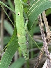 Stagmomantis resacae