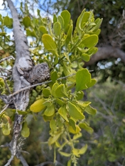 Phoradendron leucarpum