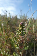 Suaeda