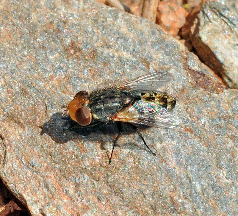 Miltogramma auriceps