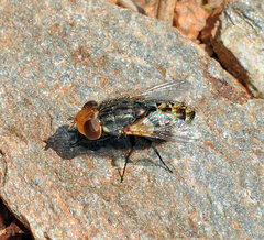 Miltogramma auriceps