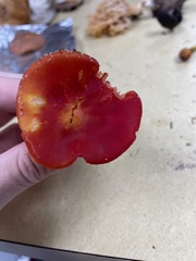 Hygrocybe punicea