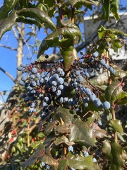 Berberis aquifolium