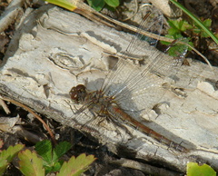 Sympetrum