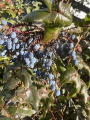 Berberis aquifolium