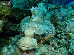 Scorpaenopsis oxycephalus