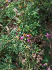 Dalea frutescens