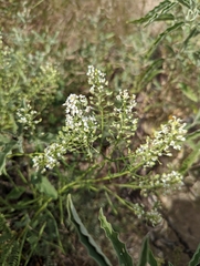Lepidium thurberi