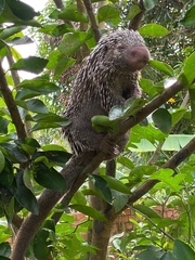 Coendou baturitensis