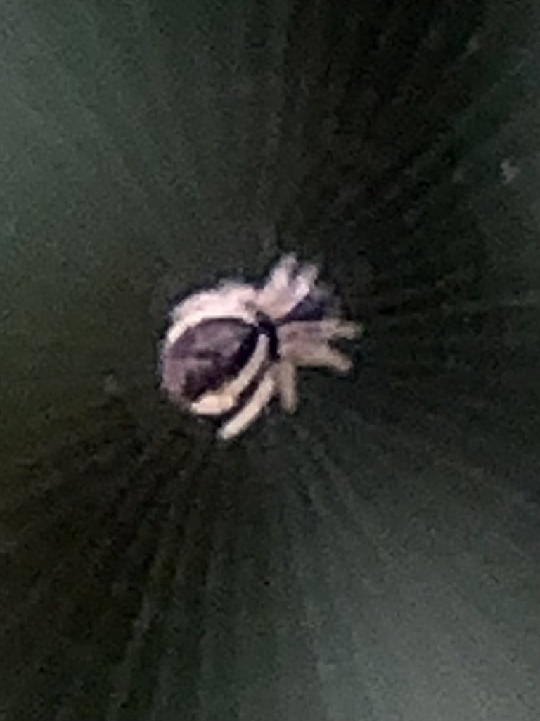 Spiders from Corpus Christi, TX, US on December 6, 2022 at 1104 AM by Amanda Gabehart. Oso Bay