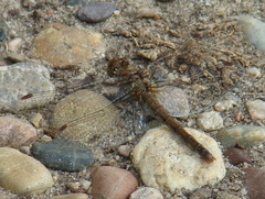 Sympetrum
