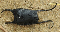 Leucoraja erinaceus