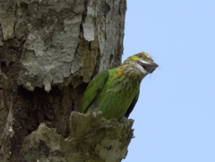 Psilopogon faiostrictus