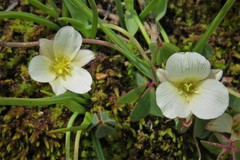 Calochortus exilis