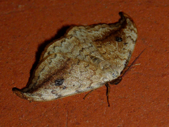 Drepana falcataria