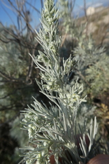 Artemisia arborescens