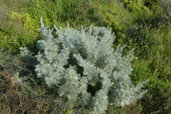 Artemisia arborescens