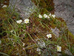 Calochortus exilis