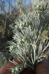 Artemisia arborescens