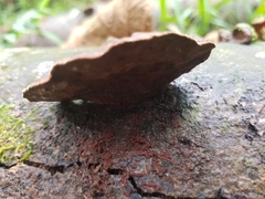 Hymenochaete iodina