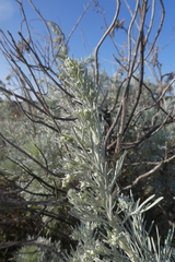Artemisia arborescens