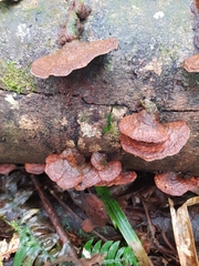 Hymenochaete iodina