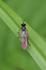 Dioctria linearis